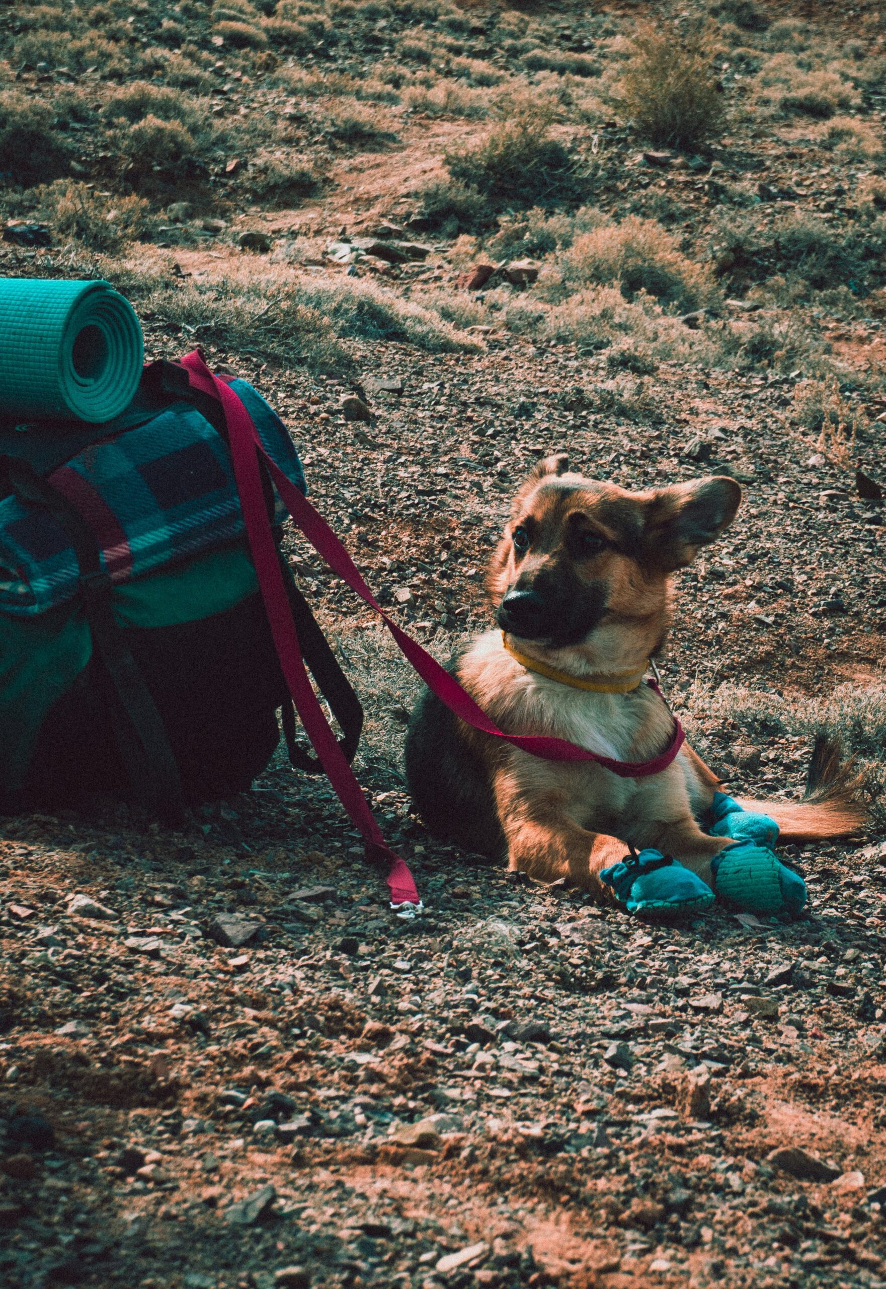 DG Speaks - Travel - Traveling with Pets - Relaxed Dog Enjoying Scenic View Beside Backpack