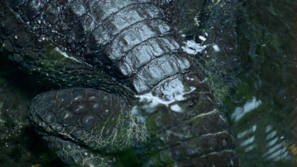 A still from Nido de Cocodrilo - Crocodile Nest, featuring crocodiles under water.