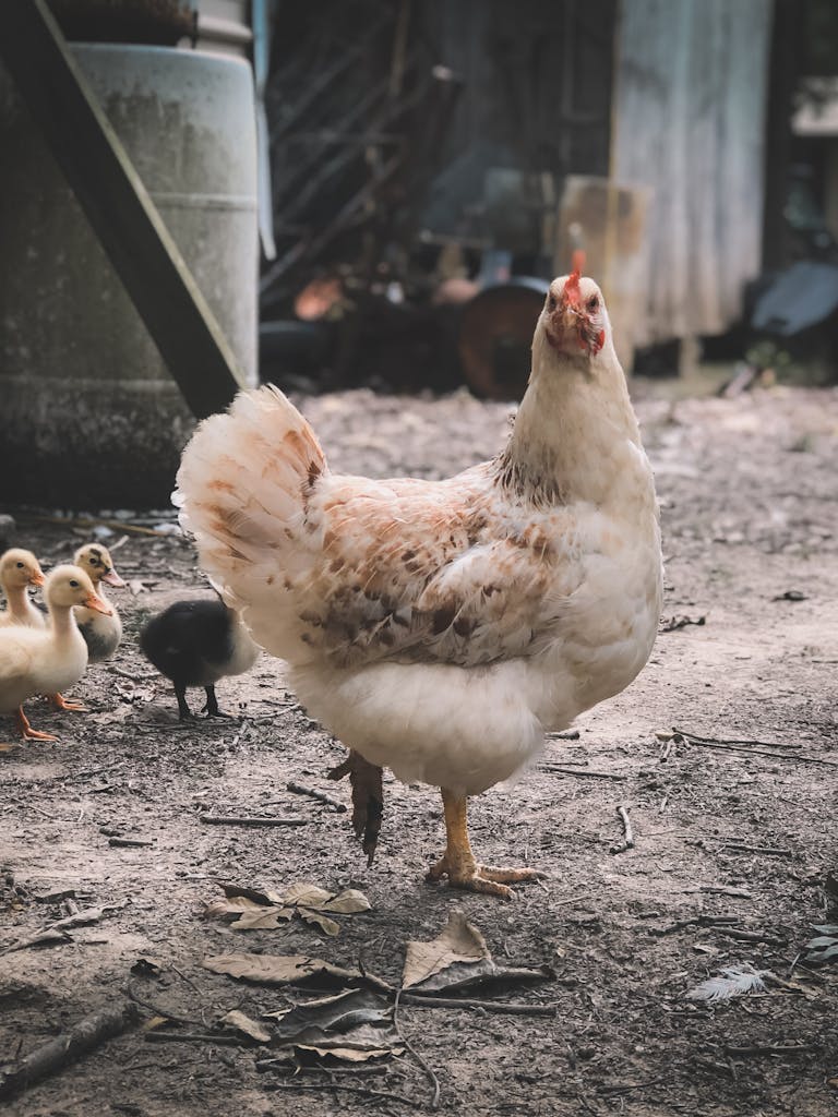 A hen and ducklings roam in a rustic farmyard, capturing a peaceful countryside scene representing bird flu..