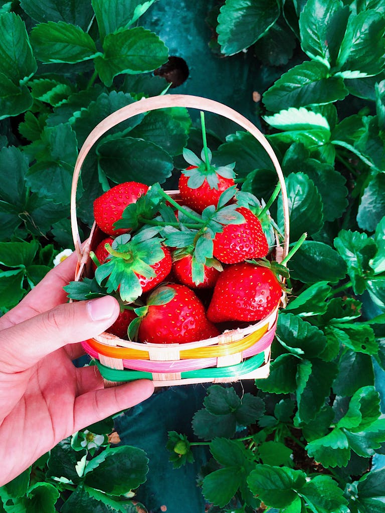 Hand holding a vibrant basket of fresh strawberries against lush green leaves, capturing harvest essence.