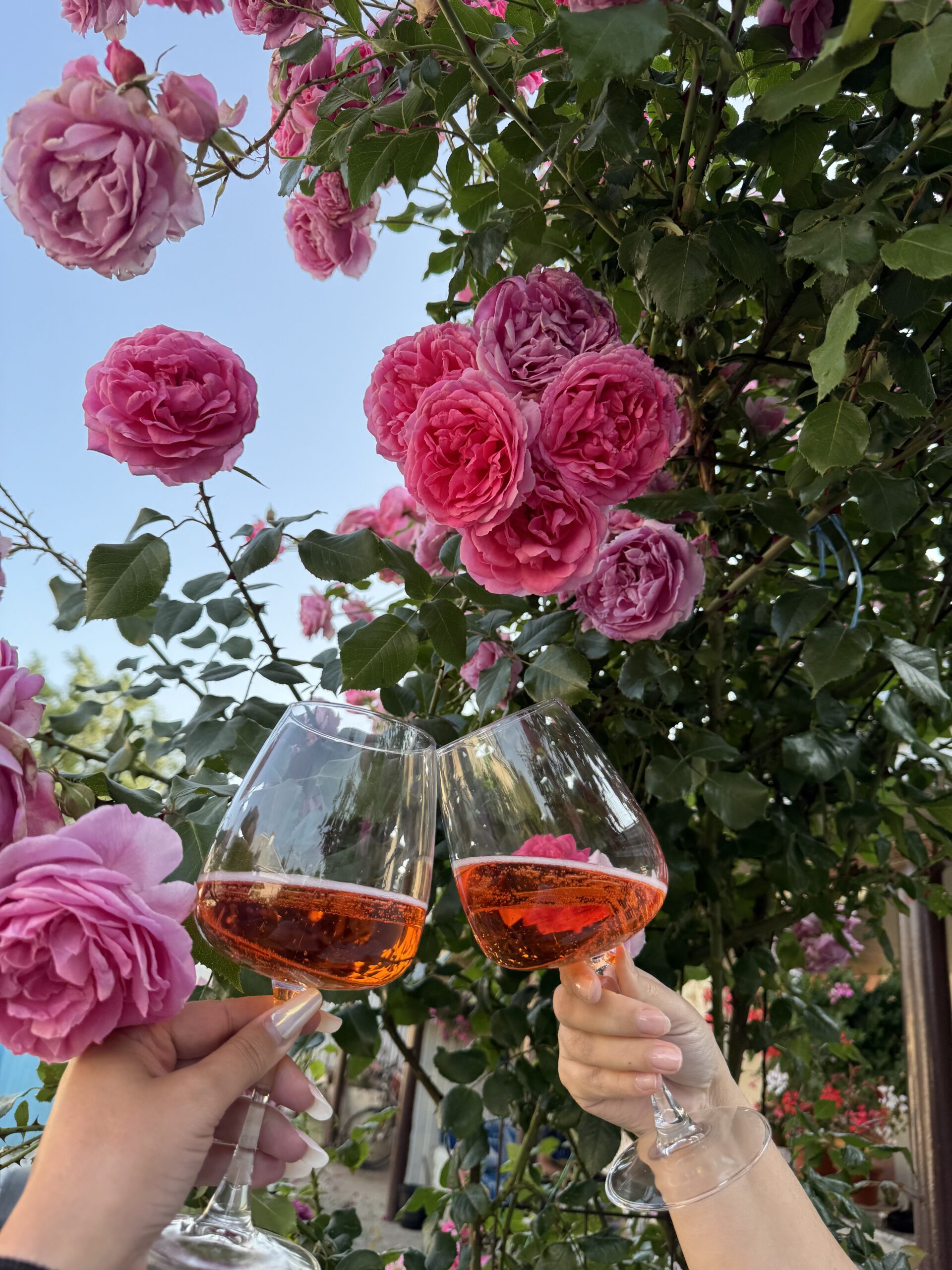 enjoying glasses of indigenous Israeli grapes on a spring table