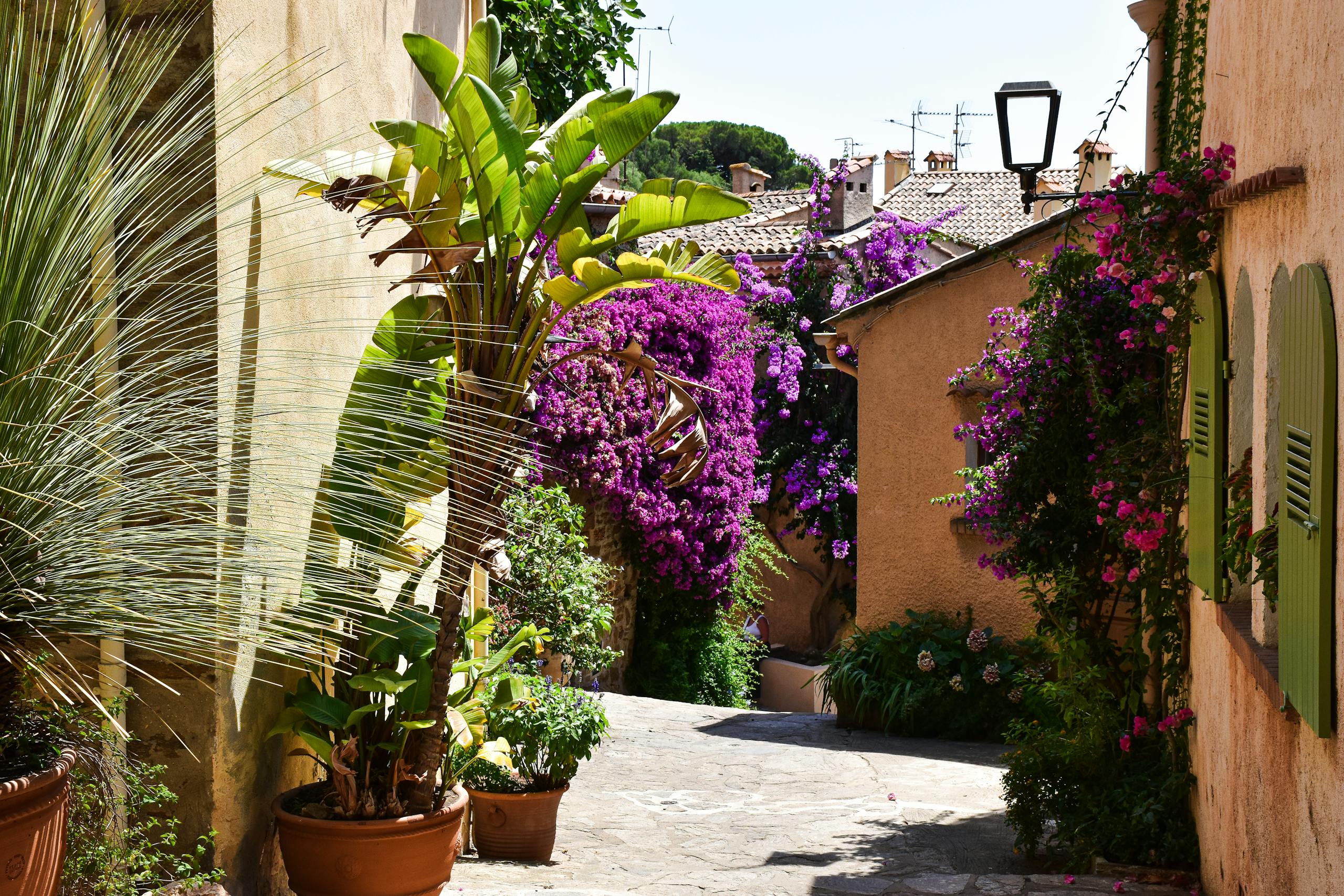Travel - Explore a picturesque street adorned with vibrant bougainvillea in Bormes-les-Mimosas, South of France.