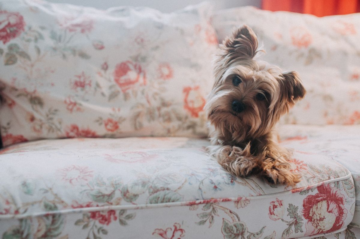 Pet-Friendly Airbnb: How to Welcome Guests Traveling with Pets - Cute Yorkshire Terrier lying down on a floral couch, showing pet's relaxed posture.