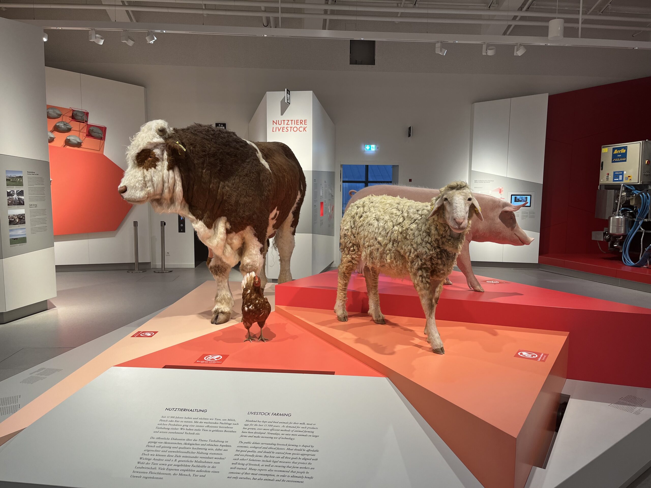 Cow pig sheep and chicken in the Agriculture and Food exhibition at the Deutsches Museum Munich