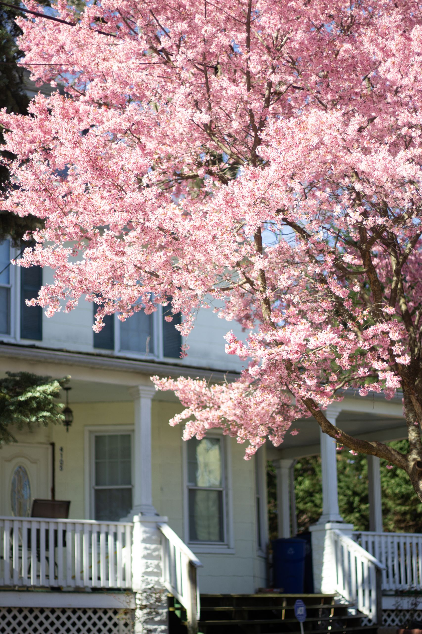 Stunning cherry blossoms blooming in front of a Baltimore home during spring.