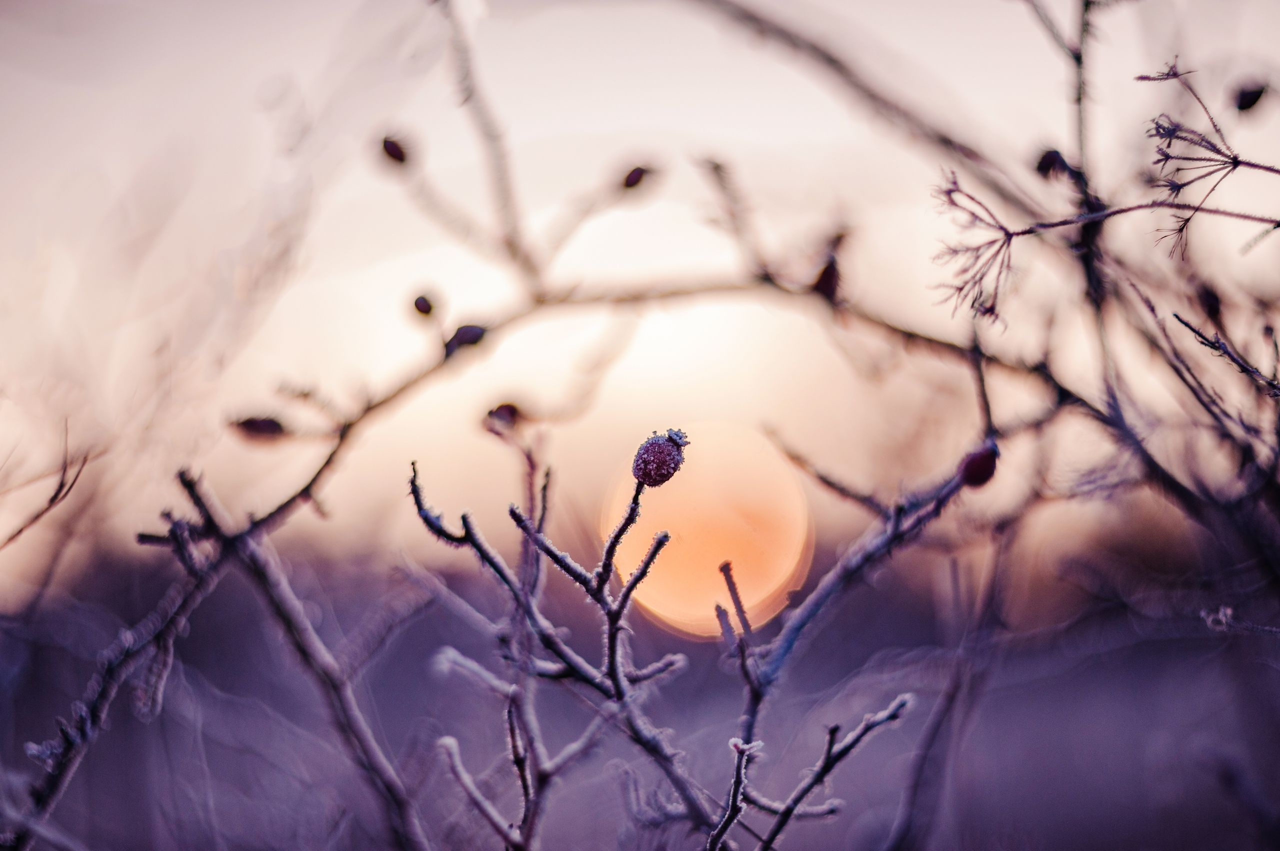 The First Cool Morning Changes Everything - A close-up of frosty branches and buds at sunrise, capturing the beauty of winter's chill.