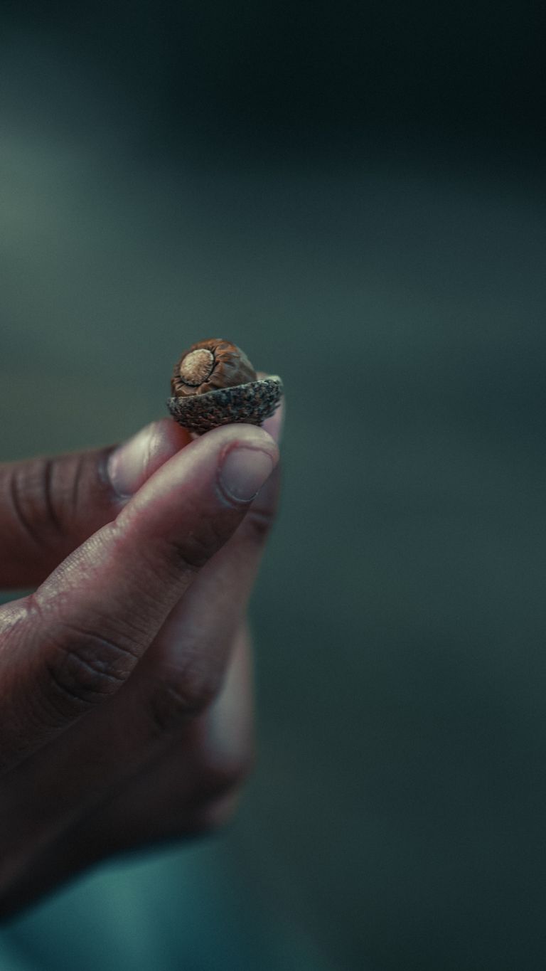 The People Who Remember the Small Things - A hand delicately holding a small acorn with a blurred background, highlighting nature's details.