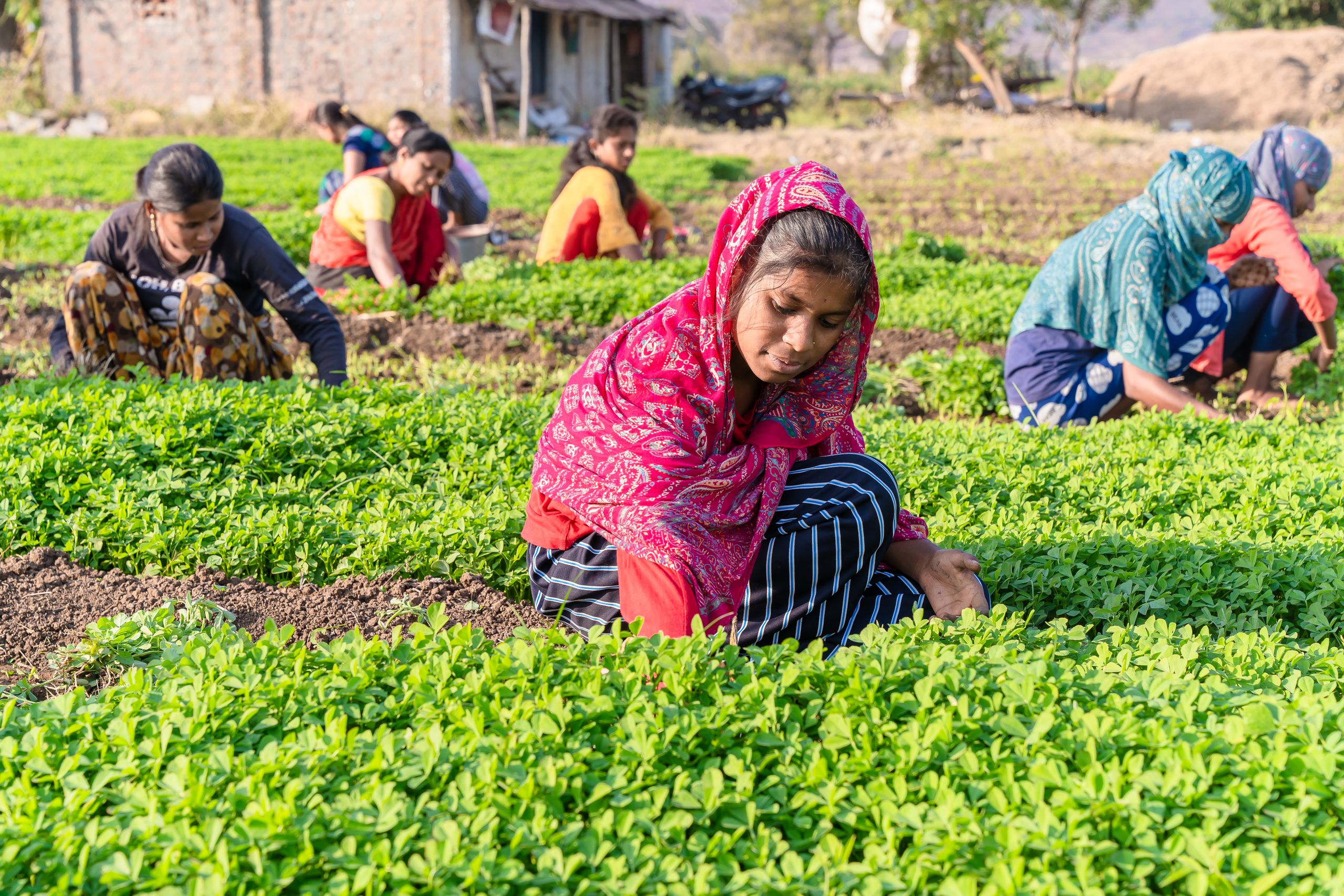 Why I Keep Returning to Women Who Feed Movements - Women in colorful attire work in a lush green field, representing rural Indian agriculture.