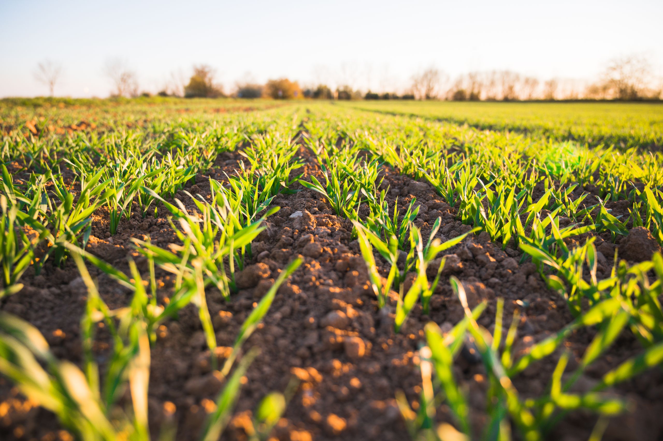 Close-up of a lush, green wheat field in the Hradec Králové Region, Czechia, during spring.